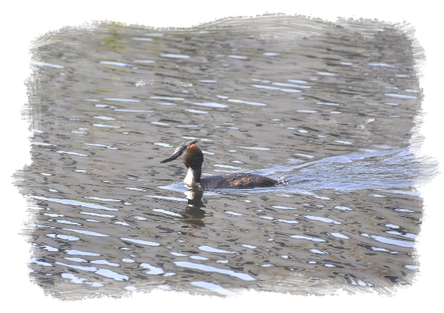 great crested grebe, grebes-1.jpg - GREAT-CRESTED GREBE - REGENTS PARK - APRIL 2010